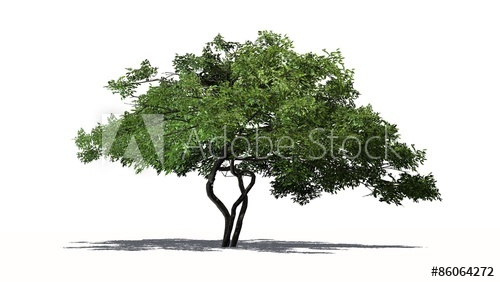 500x282 Lemon Tree - Lemon Tree Drawing