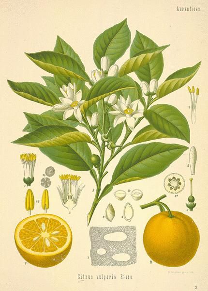 430x600 Lemon Tree Book - Lemon Tree Drawing