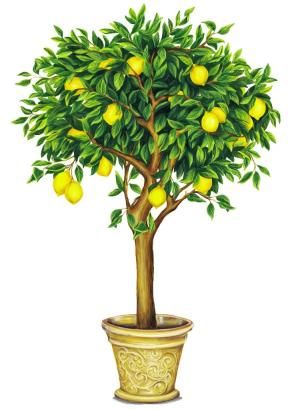 300x409 Lemon Tree Drawing - Lemon Tree Drawing