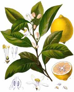 240x298 lemon tree drawing the lemon - Lemon Tree Drawing