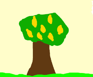 300x250 Lemon Tree Drawing - Lemon Tree Drawing