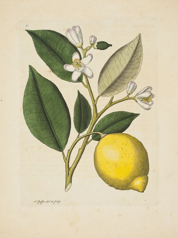 Lemon Tree Drawing at Explore collection of Lemon