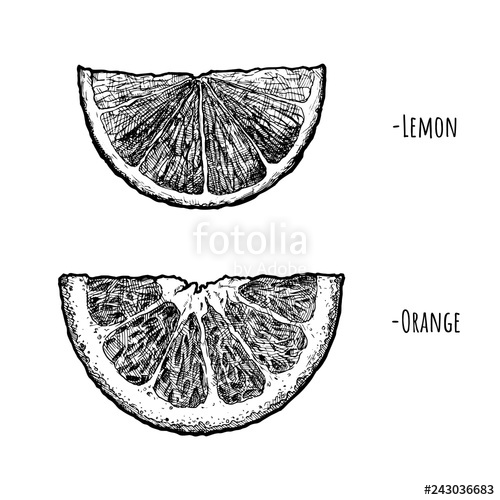 500x500 lemon and orange wedges stock image and royalty free vector - Lemon Wedge Drawing