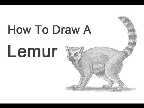 480x360 How To Draw A Ring Tailed Lemur - Lemur Drawing