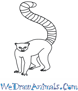 300x350 How To Draw A Ring Tailed Lemur - Lemur Drawing