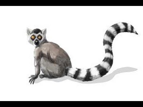 480x360 How To Draw A Lemur - Lemur Drawing