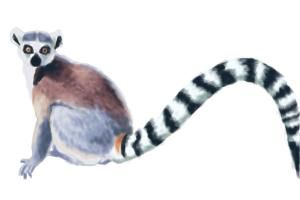 300x200 How To Draw A Ring Tailed Lemur - Lemur Drawing