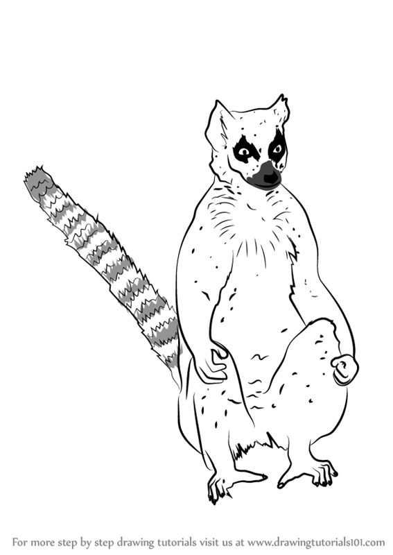 567x800 Learn How To Draw A Lemur Catta - Lemur Drawing