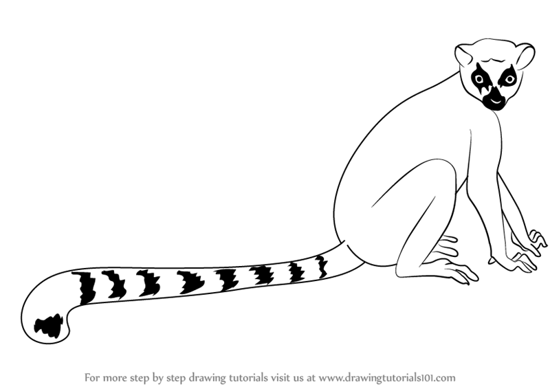 800x566 Learn How To Draw A Ring Tailed Lemur - Lemur Drawing