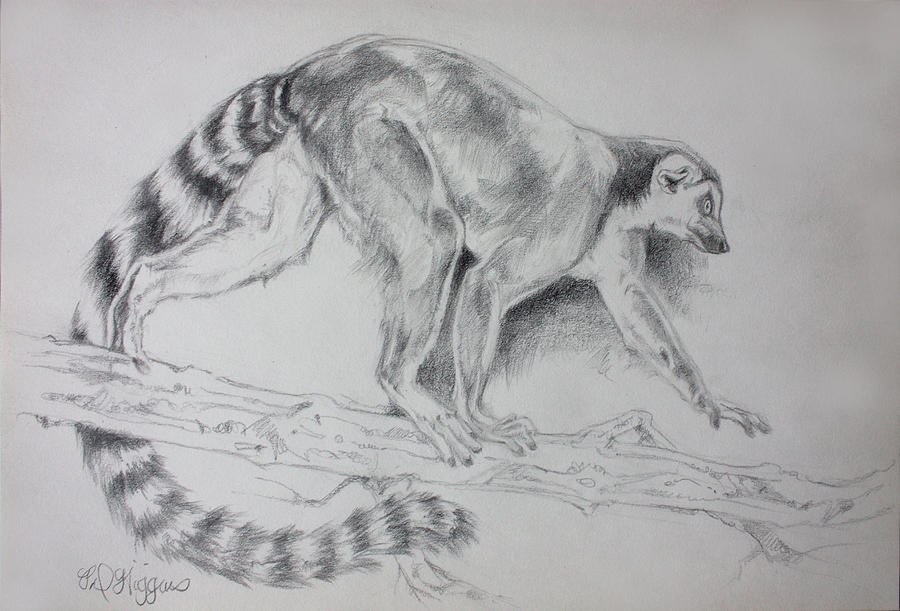 900x611 Lemur Sketch Drawing - Lemur Drawing
