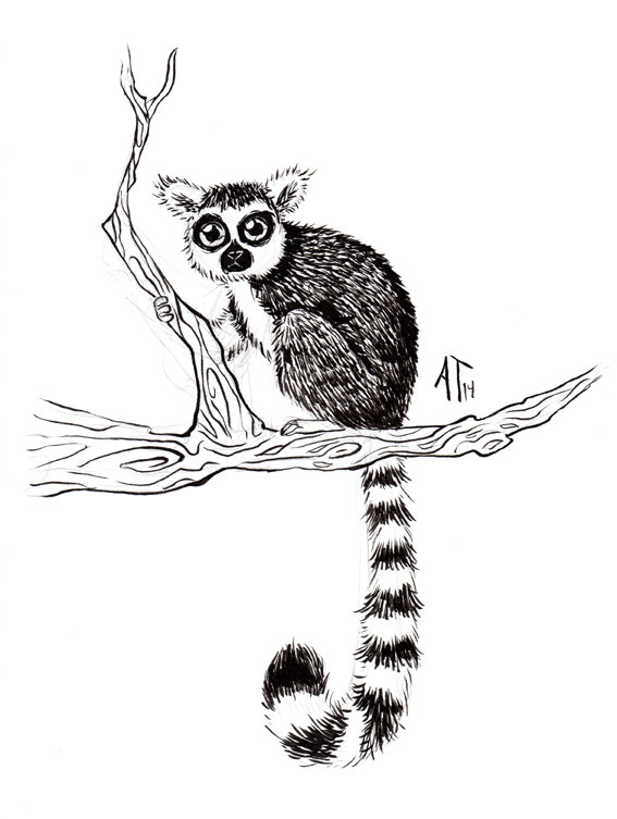 567x753 Lemur Drawing Mouse Lemur For Free Download - Lemur Drawing