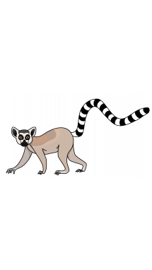 215x382 Lemur Drawing Free Download - Lemur Drawing