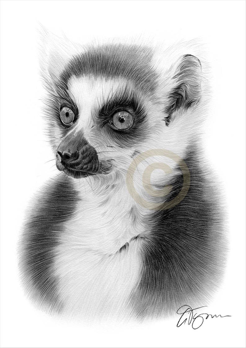 794x1124 Ring Tailed Lemur Pencil Drawing Print Wildlife Art Etsy - Lemur Drawing