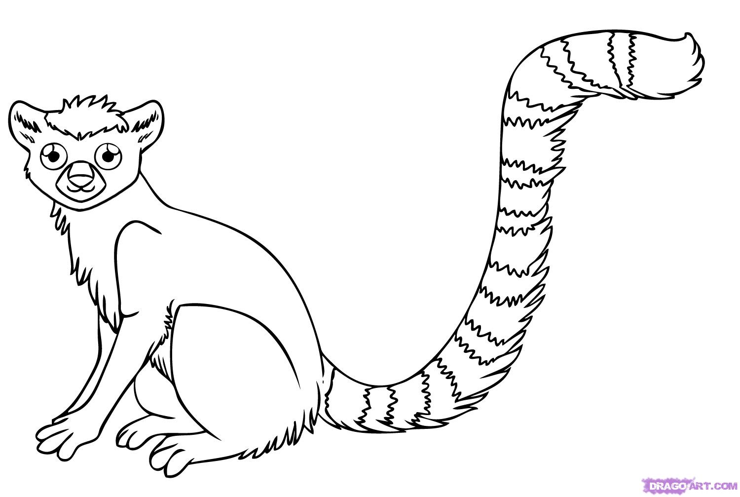 1500x1007 Step How To Draw A Lemur - Lemur Drawing