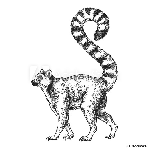 500x500 zoo african fauna lemur, madagascar hand drawn illustration - Lemur Drawing