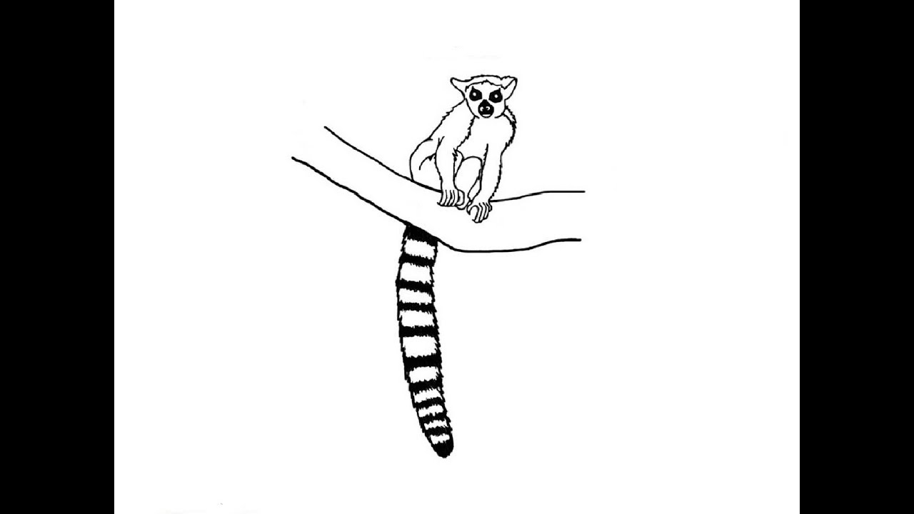 1280x720 How To Draw A Lemur Kak Narisovat Lemura - Lemur Drawing