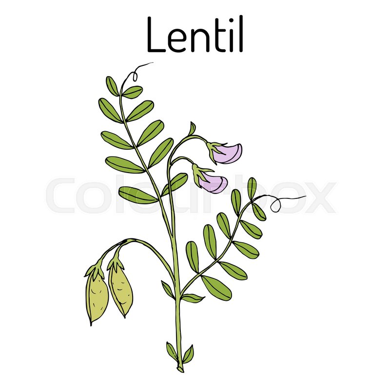 800x800 Lentil Lens Culinaris Hand Drawn Stock Vector Colourbox - Lentil Drawing