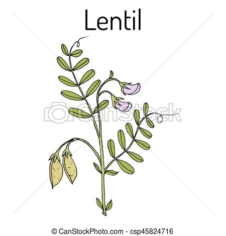 450x470 Lentil Lens Culinaris Hand Drawn Botanical Vector Illustration - Lentil Drawing