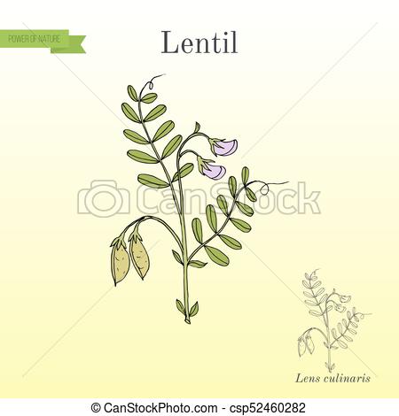 450x470 lentil lens culinaris vector illustration lentil lens culinaris - Lentil Drawing