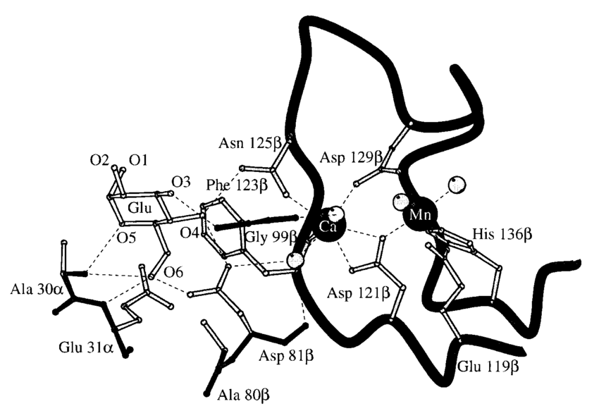 850x593 The Monosaccharide And Metal Binding Sites Of Lentil Lectin - Lentil Drawing