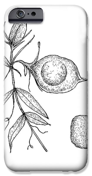 314x600 Toor Dal Iphone Cases Fine Art America - Lentil Drawing