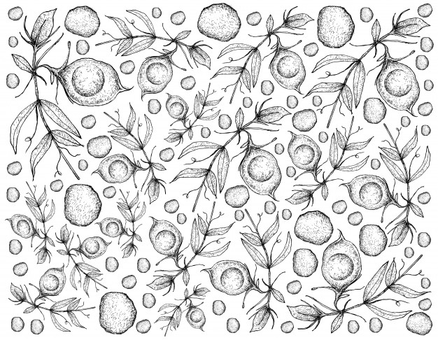 626x486 Hand Drawn Sketch Lentil Or Lens Culinaris Plant Vector Premium - Lentil Drawing