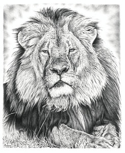 246x300 leo the lion drawings fine art america - Leo Drawings