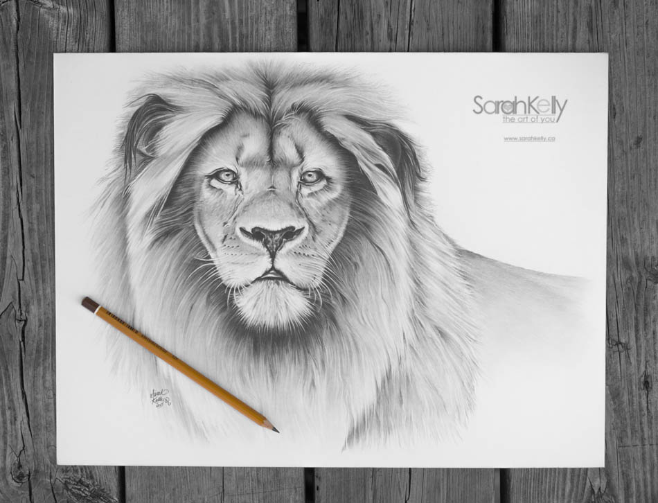 950x726 the leo sarah kelly realistic pencil drawings created - Leo Drawings