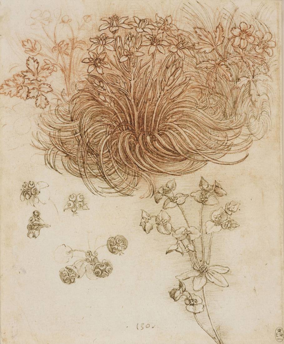 908x1099 leonardo da vinci a life in drawing exhibition - Leonardo Da Vinci Drawings