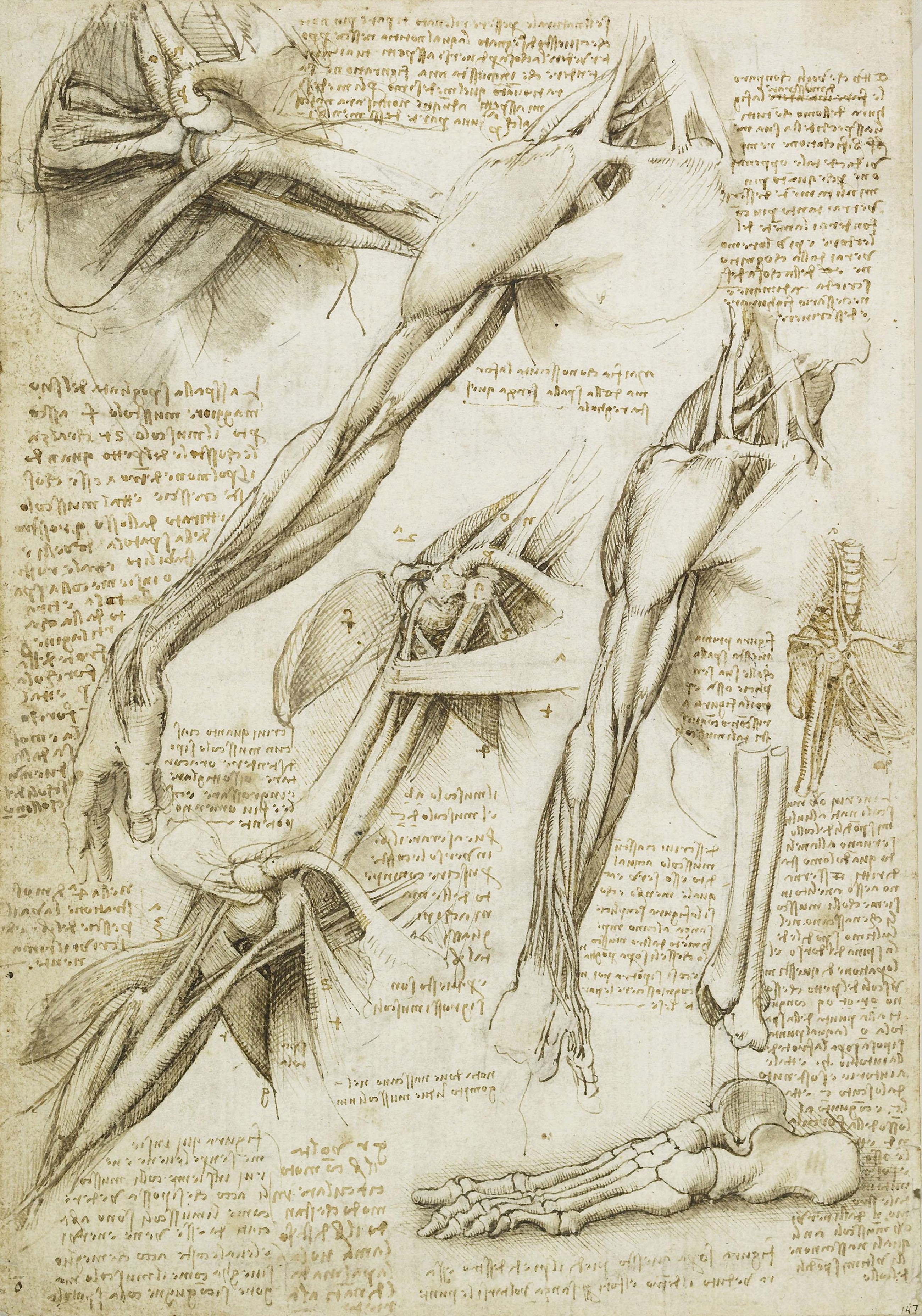 2600x3712 the nature of the human body leonardo da vinci medium - Leonardo Da Vinci Drawings