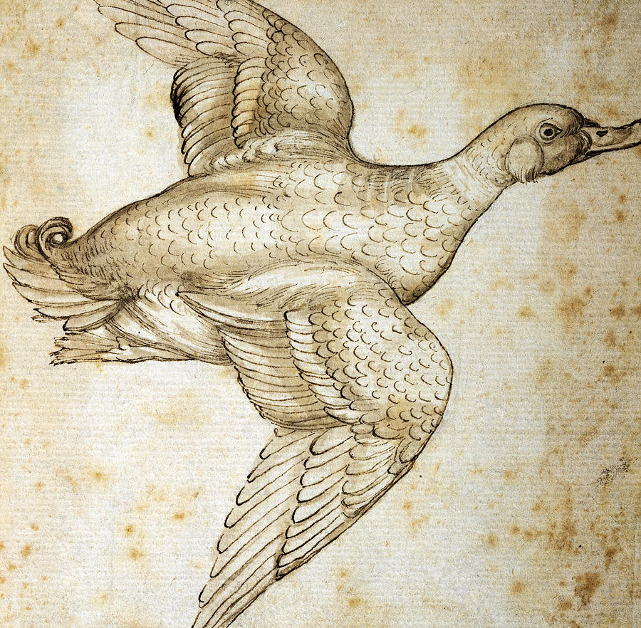 900x882 Duck Drawing - Leonardo Da Vinci Drawings