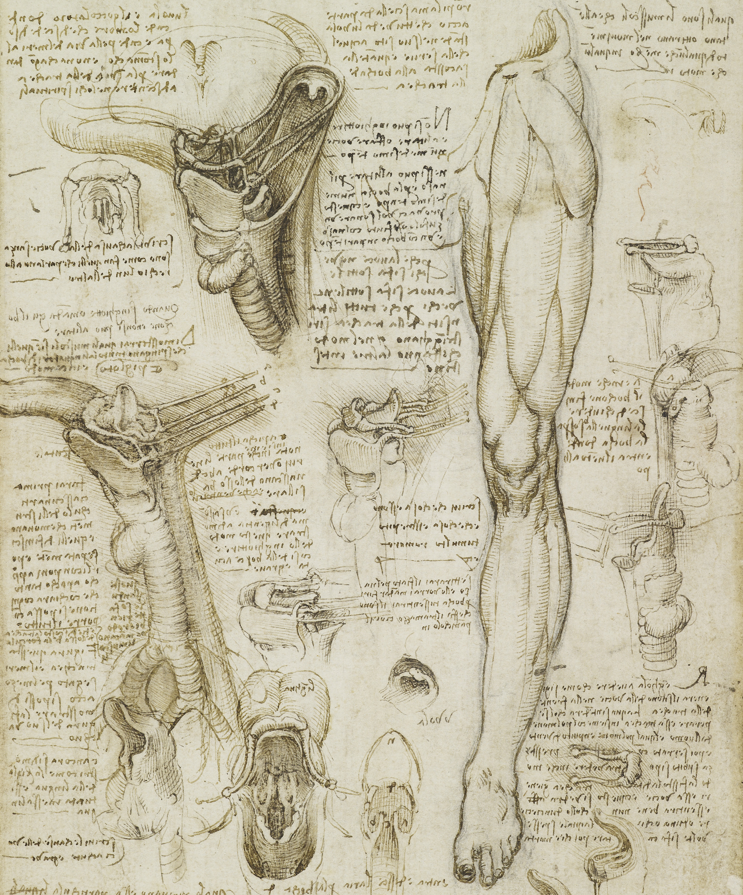2491x3000 leonardo da vinci a life in drawing - Leonardo Drawings