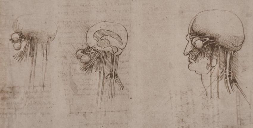 850x430 leonardo da vinci hybrid drawings brain and cranial nerves - Leonardo Drawings