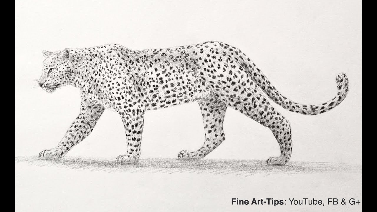 1280x720 How To Draw A Leopard With Pencil - Leopard Black And White Drawing