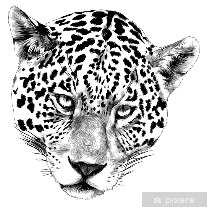 700x700 Jaguar Head Sketch Vector Graphics Monochrome Black And White - Leopard Black And White Drawing