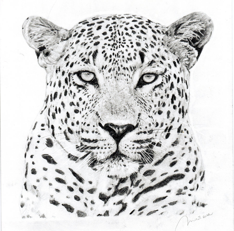 899x888 Leopard Sketch Drawing Skill - Leopard Black And White Drawing