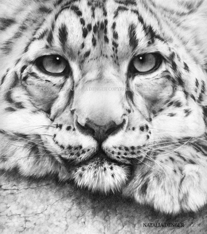 794x896 snow leopard paper print snow leopard charcoal drawing wild etsy - Leopard Black And White Drawing