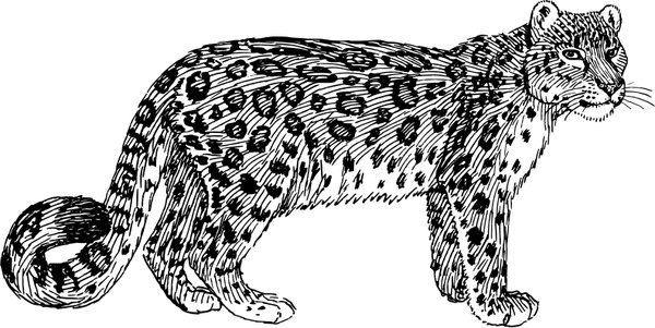 600x301 snow leopard free vector in open office drawing - Leopard Black And White Drawing