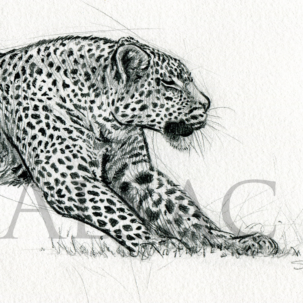 1000x1000 Stretching Leopard - Leopard Black And White Drawing