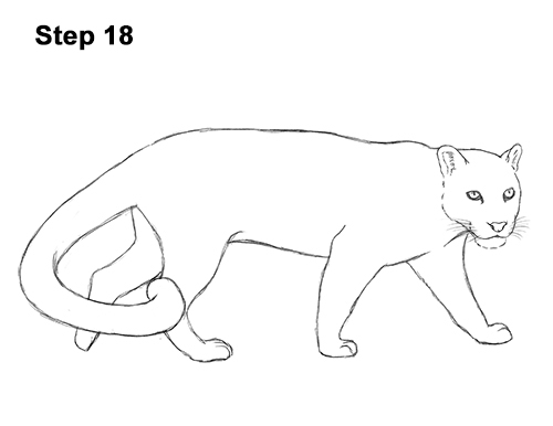 500x386 How To Draw A Clouded Leopard - Leopard Drawing
