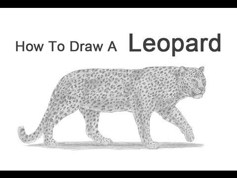 480x360 How To Draw A Leopard - Leopard Drawing