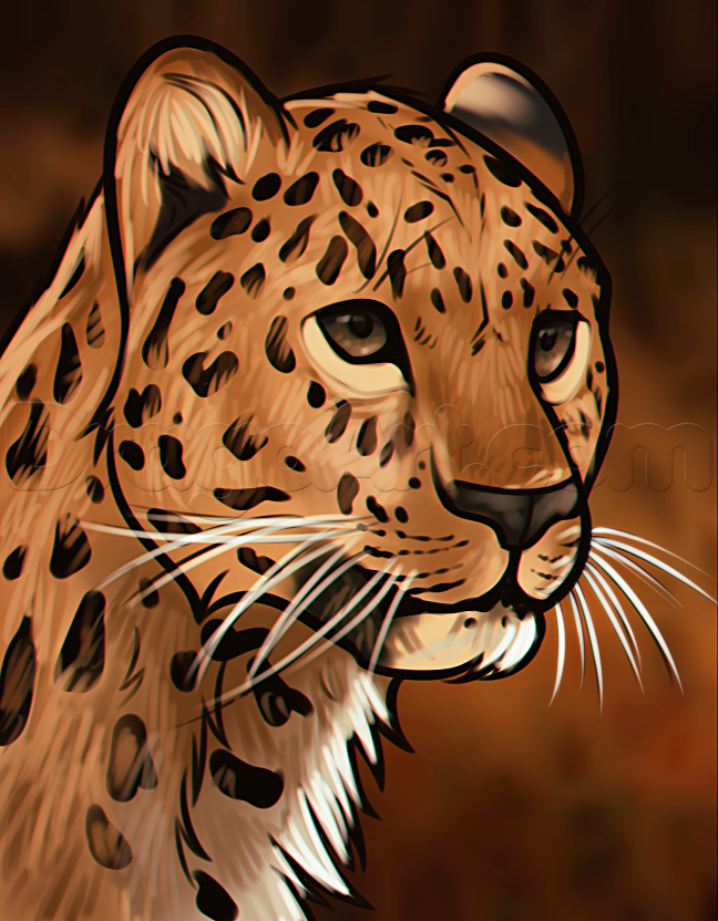 648x832 How To Draw A Leopard Head, Step - Leopard Drawing