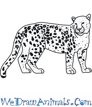 300x350 How To Draw An Amur Leopard - Leopard Drawing