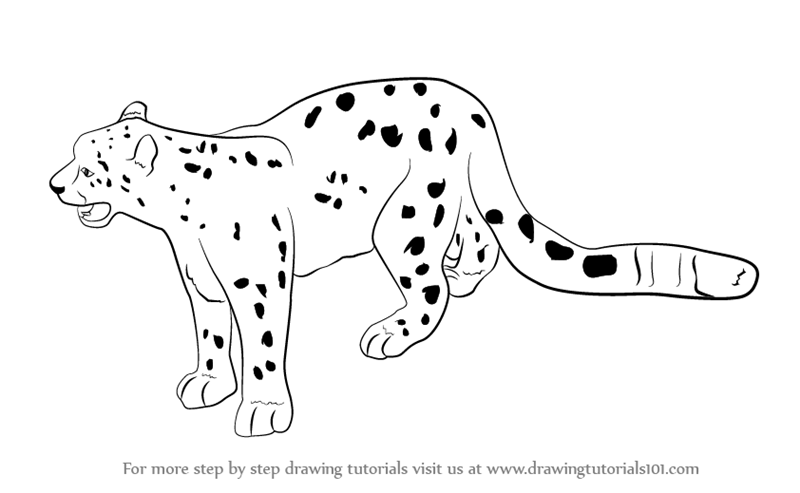 800x493 learn how to draw a snow leopard - Leopard Drawing