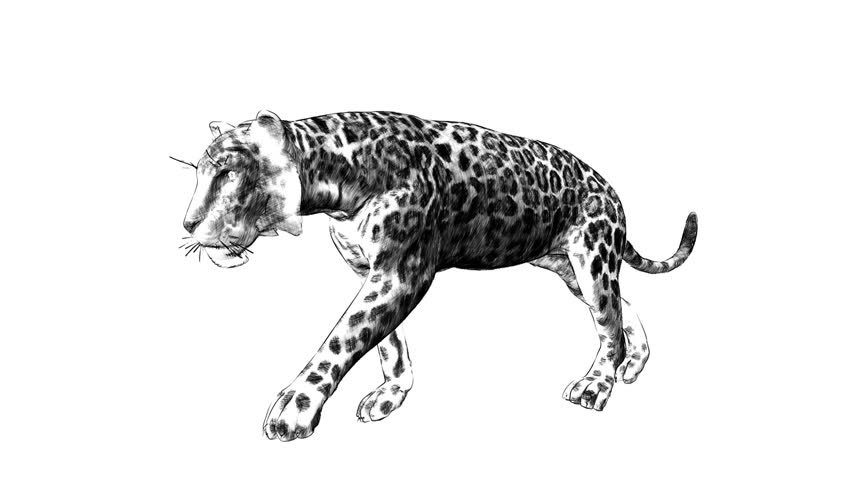 852x480 Leopard Drawing Animation Sketch Stock Footage Video - Leopard Drawing