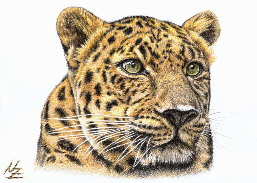 900x639 Leopard Drawing - Leopard Drawing