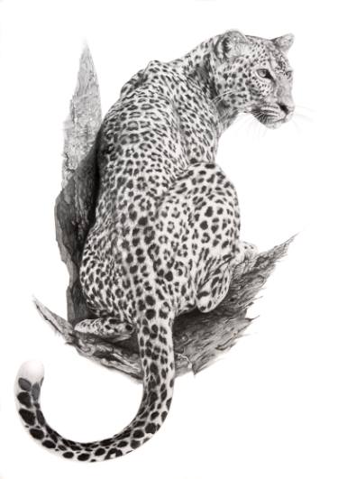 375x531 Leopard Drawing - Leopard Drawing