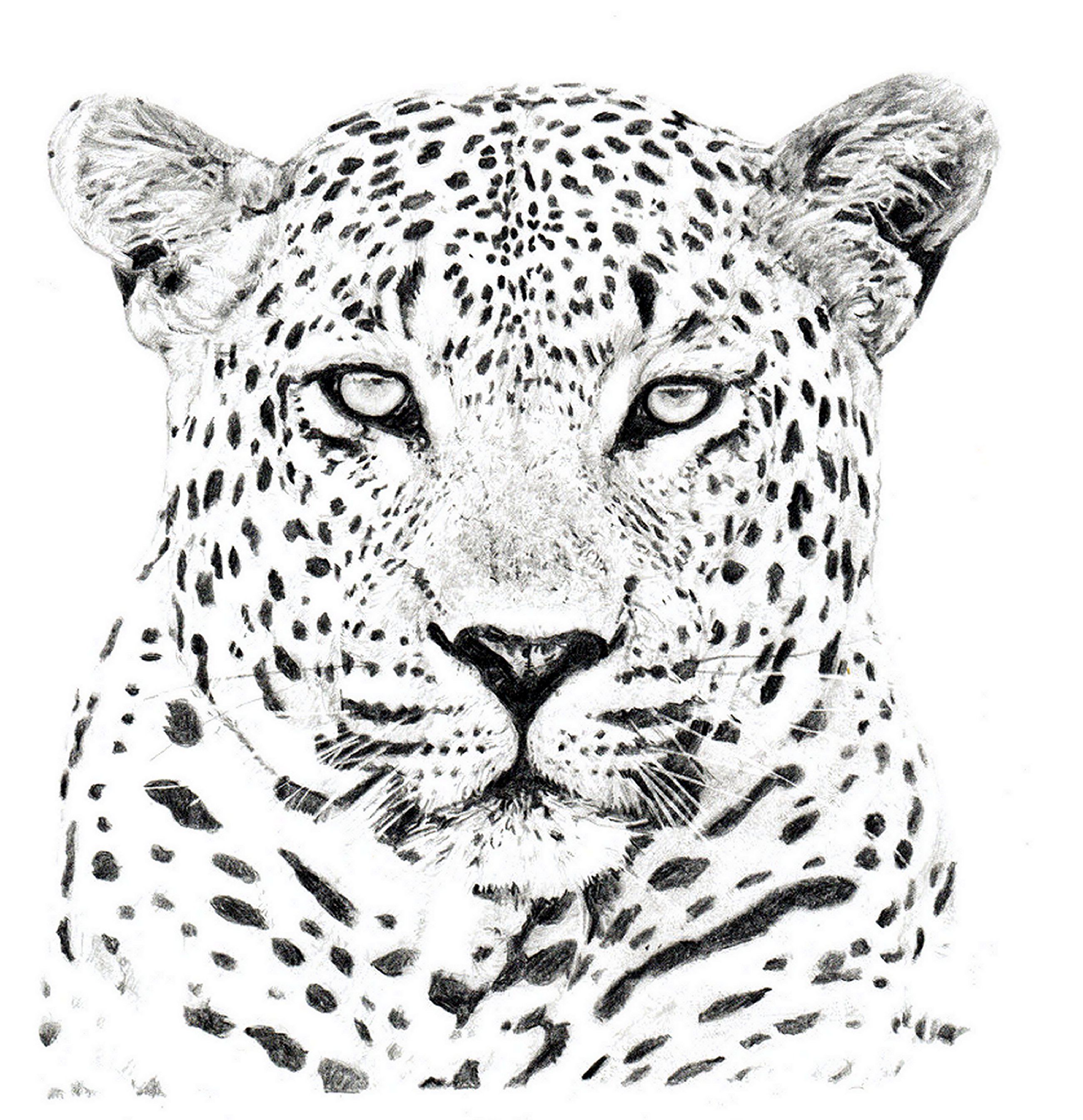 2600x2689 leopard head altered book ideas leopard face, drawings, face - Leopard Drawing