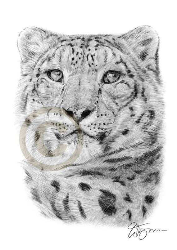 570x806 leopard artwork snow leopard pencil drawing print big cat etsy - Leopard Drawing