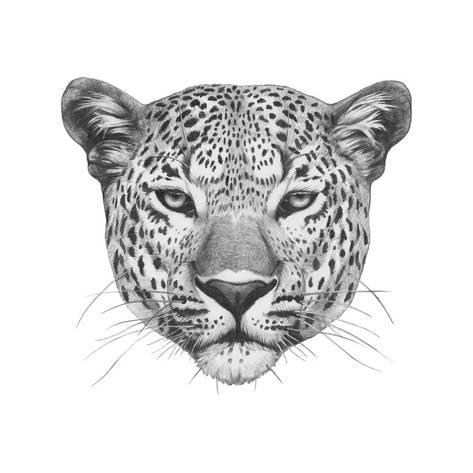 473x473 Original Drawing Of Leopard Isolated On White Background Posters - Leopard Drawing